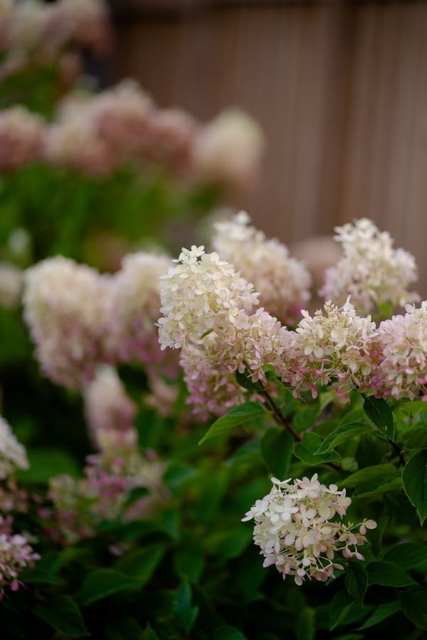 Distinctive - Stocksbridge